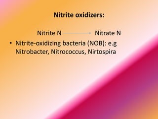 Nitrite oxidizers:
Nitrite N Nitrate N
• Nitrite-oxidizing bacteria (NOB): e.g
Nitrobacter, Nitrococcus, Nirtospira
 