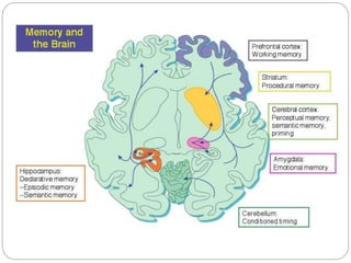 Amnestic disorders 2009