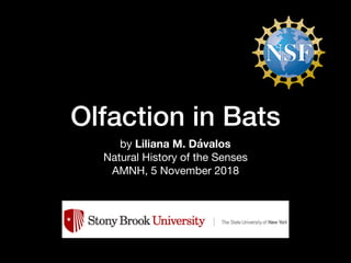 Olfaction in Bats
by Liliana M. Dávalos

Natural History of the Senses

AMNH, 5 November 2018
 