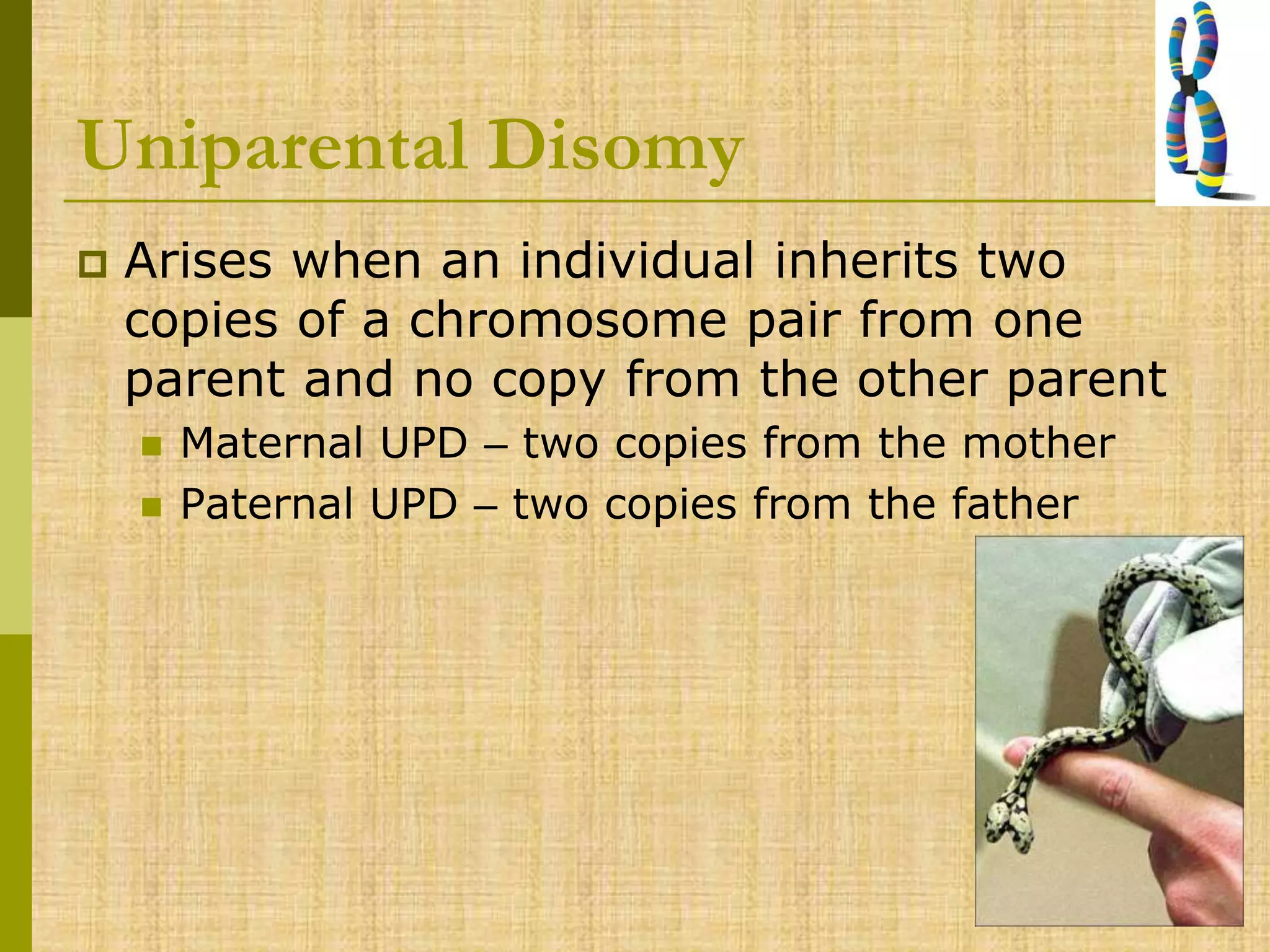Uniparental Disomy
 Arises when an individual inherits two
copies of a chromosome pair from one
parent and no copy from the other parent
 Maternal UPD – two copies from the mother
 Paternal UPD – two copies from the father
 