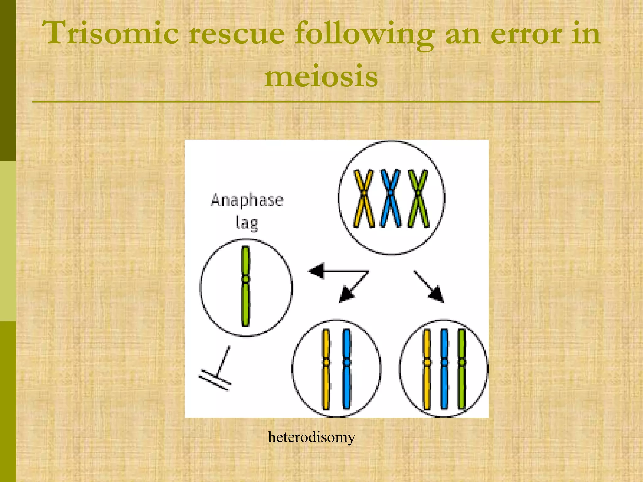 Trisomic rescue following an error in
meiosis
heterodisomy
 