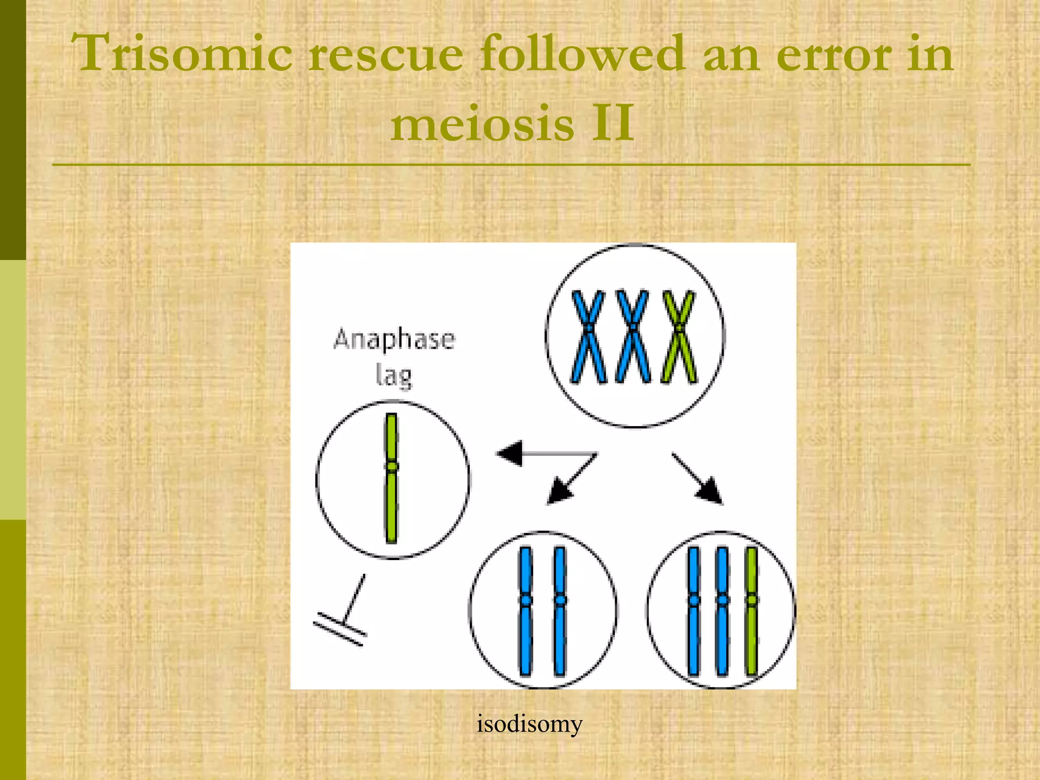 Trisomic rescue followed an error in
meiosis II
isodisomy
 