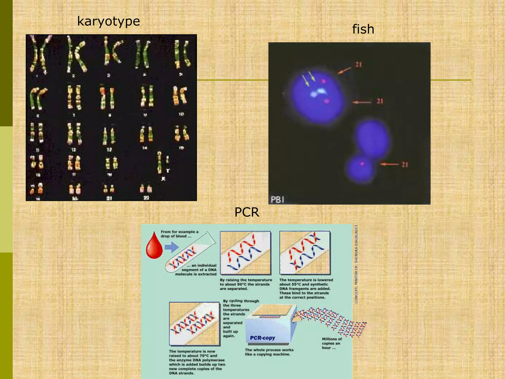 karyotype
fish
PCR
 