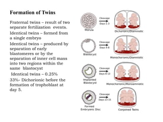 Amnion &amp; early development | PPT
