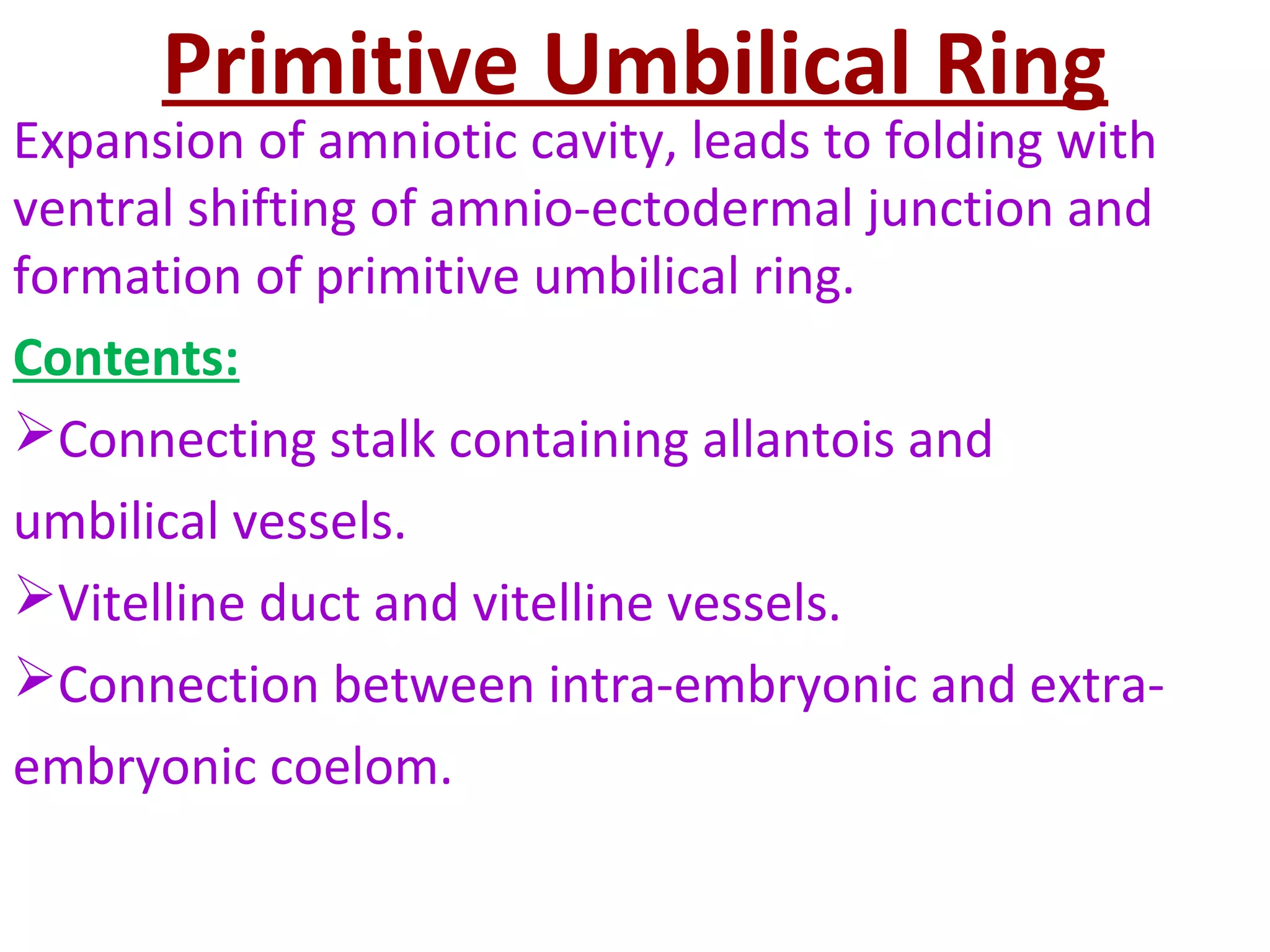 Amnion & Umbilical Cord (General Embryology) | PPS