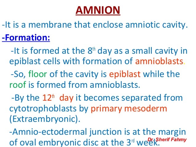 amnion formation amnion formation