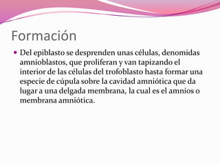 Formación
 Del epiblasto se desprenden unas células, denomidas

amnioblastos, que proliferan y van tapizando el
interior de las células del trofoblasto hasta formar una
especie de cúpula sobre la cavidad amniótica que da
lugar a una delgada membrana, la cual es el amnios o
membrana amniótica.

 