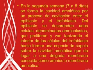 • En la segunda semana (7 a 8 días)
se forma la cavidad amniótica por
un proceso de cavitación entre el
epiblasto y el trofoblasto. Del
epiblasto se desprenden unas
células, denominadas amnioblastos,
que proliferan y van tapizando el
interior de las células del trofoblasto
hasta formar una especie de cúpula
sobre la cavidad amniótica que da
lugar a una delgada membrana
conocida como amnios o membrana
amniótica.

 
