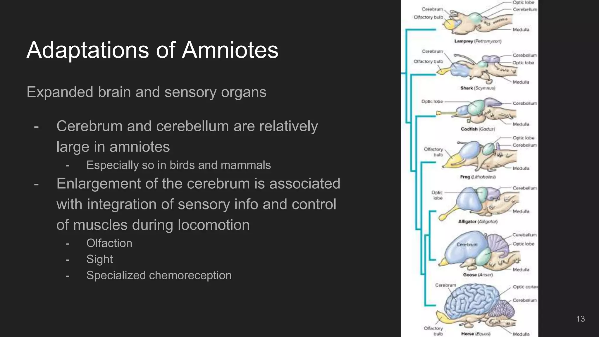 Amniote origins and nonavian reptiles | PPTX