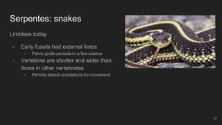 Amniote origins and nonavian reptiles | PPTX