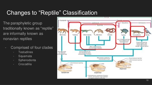 Amniote Origins And Nonavian Reptiles