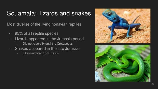 Amniote Origins And Nonavian Reptiles