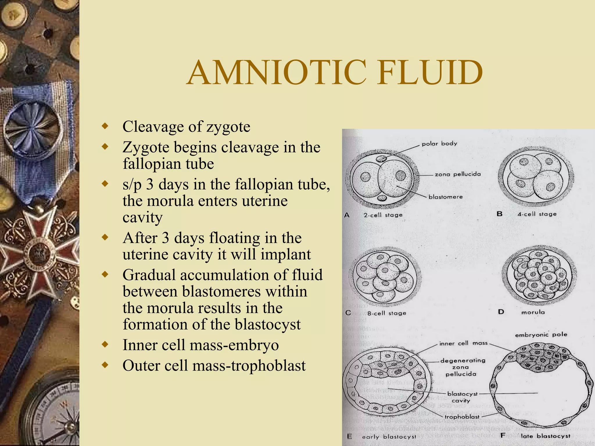 AMNIOTIC FLUID Cleavage of zygote Zygote begins cleavage in the fallopian tube s/p 3 days in the fallopian tube, the morula enters uterine cavity  After 3 days floating in the uterine cavity it will implant Gradual accumulation of fluid between blastomeres within the morula results in the formation of the blastocyst Inner cell mass-embryo Outer cell mass-trophoblast 