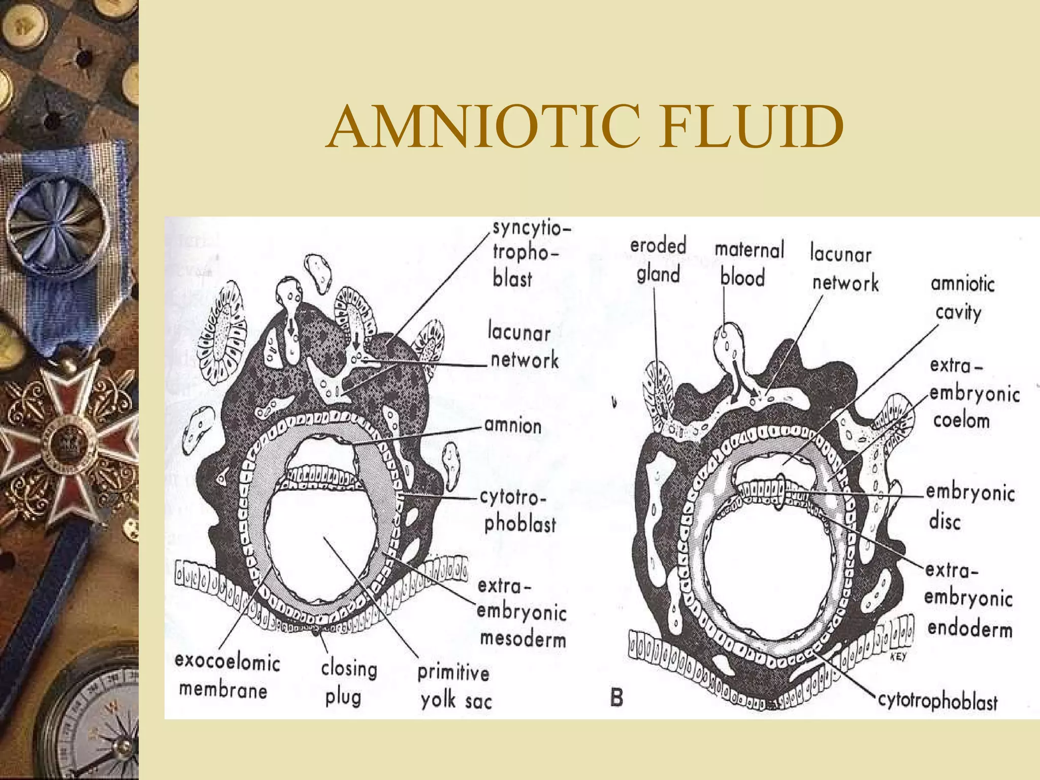 AMNIOTIC FLUID 