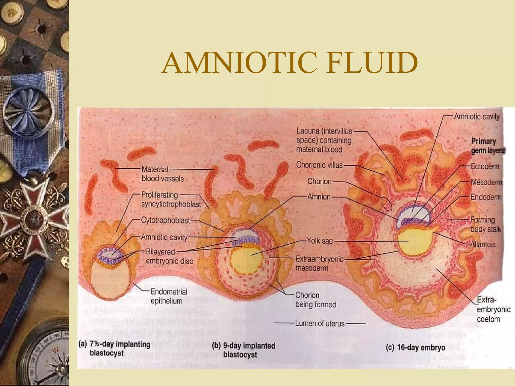 AMNIOTIC FLUID 