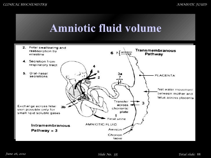 Amniotic fluid