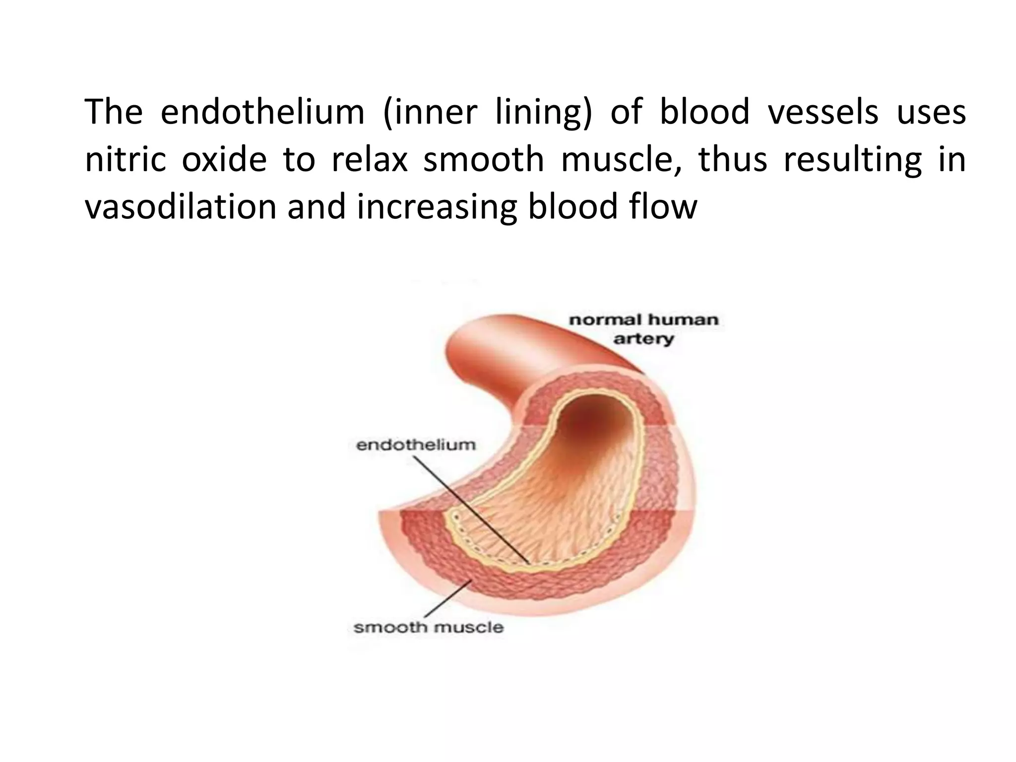 The endothelium (inner lining) of blood vessels uses
nitric oxide to relax smooth muscle, thus resulting in
vasodilation and increasing blood flow
 