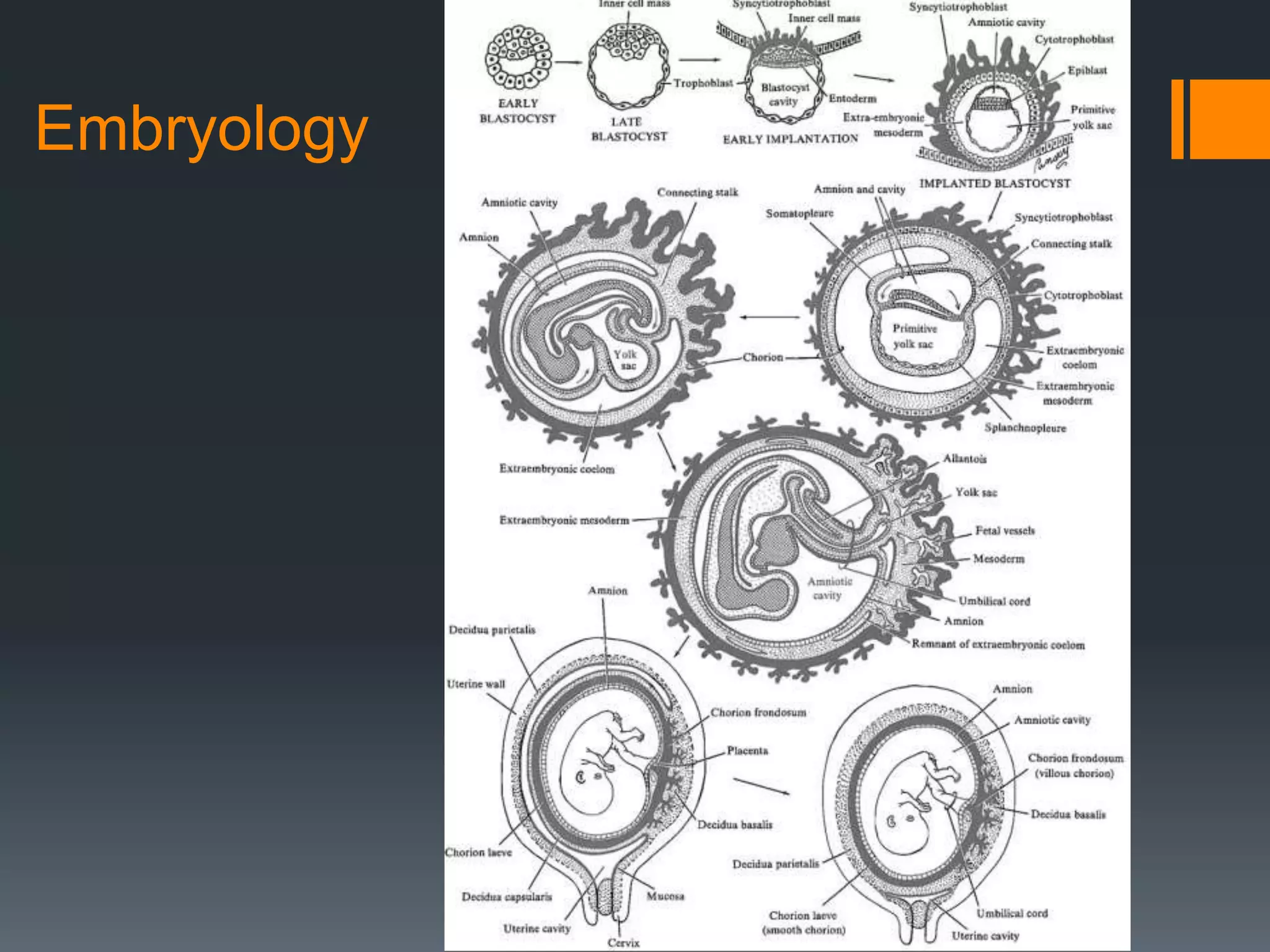Embryology
 
