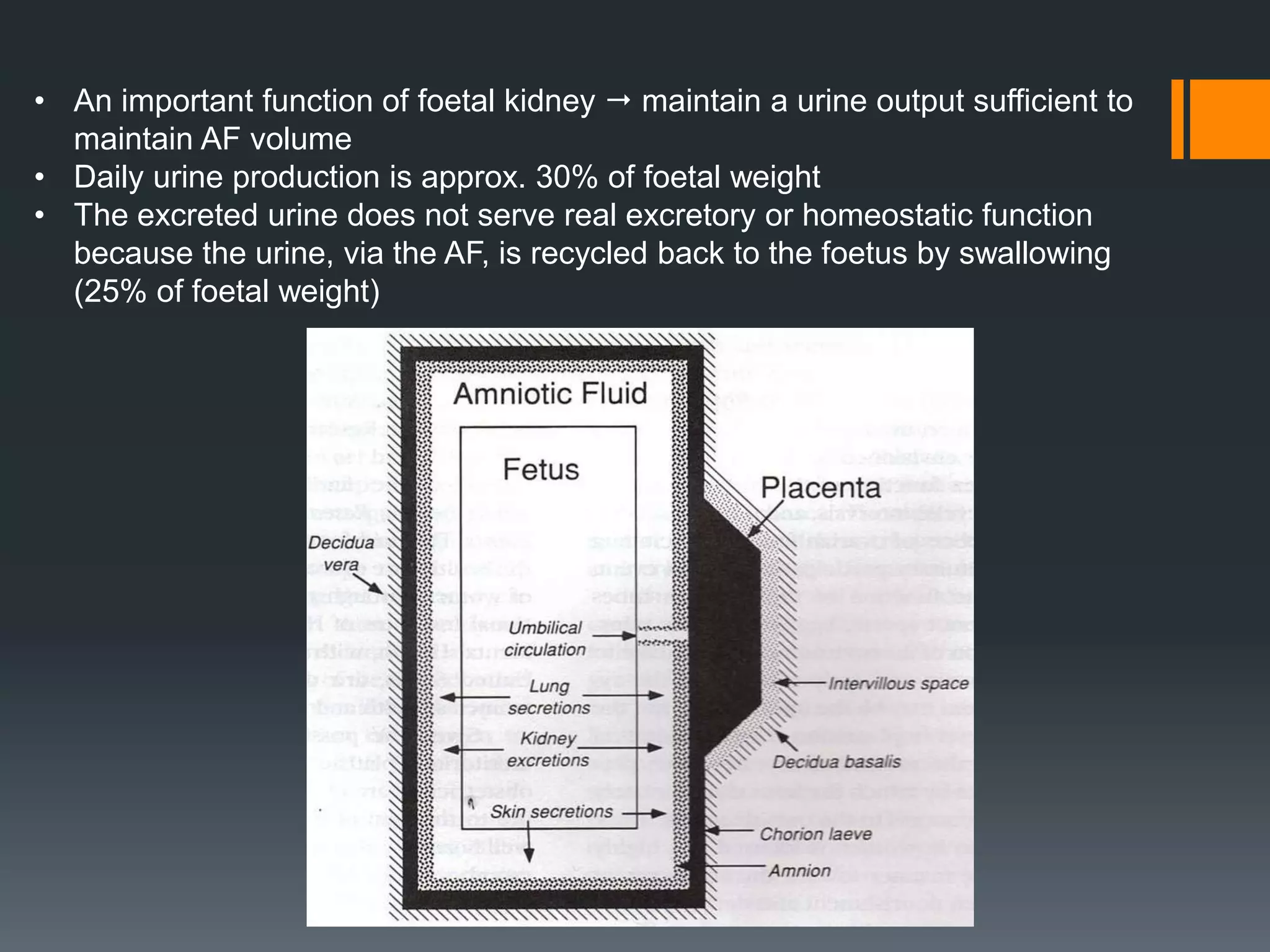 • An important function of foetal kidney  maintain a urine output sufficient to
maintain AF volume
• Daily urine production is approx. 30% of foetal weight
• The excreted urine does not serve real excretory or homeostatic function
because the urine, via the AF, is recycled back to the foetus by swallowing
(25% of foetal weight)
 