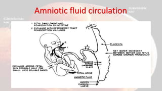 Amniotic fluid circulation
 