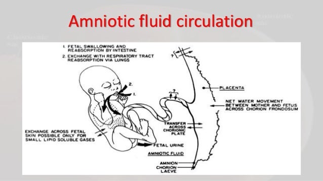 amniotic fluid images