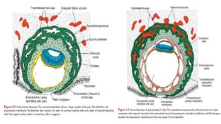 AMNIOTIC FLUID For mmed students of obstetrics and gynaecology | PPTX