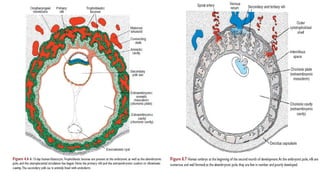 AMNIOTIC FLUID For mmed students of obstetrics and gynaecology | PPTX