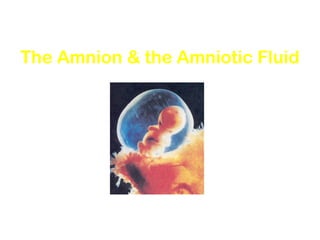 The Amnion & the Amniotic Fluid
 