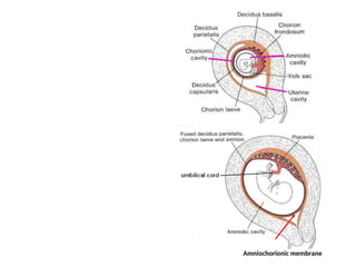 Amniochorionic membrane
 