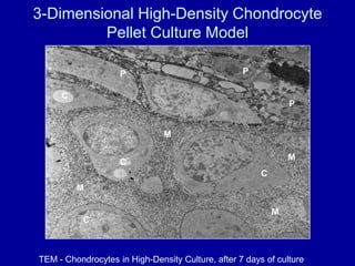Endpoint data can be difficult to relate to humansThe Question:Can we use explant and high-density culture models of equine and canine cartilage to identify new biomarkers of OA that may identify early disease and predict progression in humans and animals? 