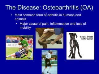 The Disease: Osteoarthritis (OA)Most common form of arthritis in humans and animals 