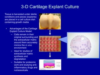 Animals always sacrificed