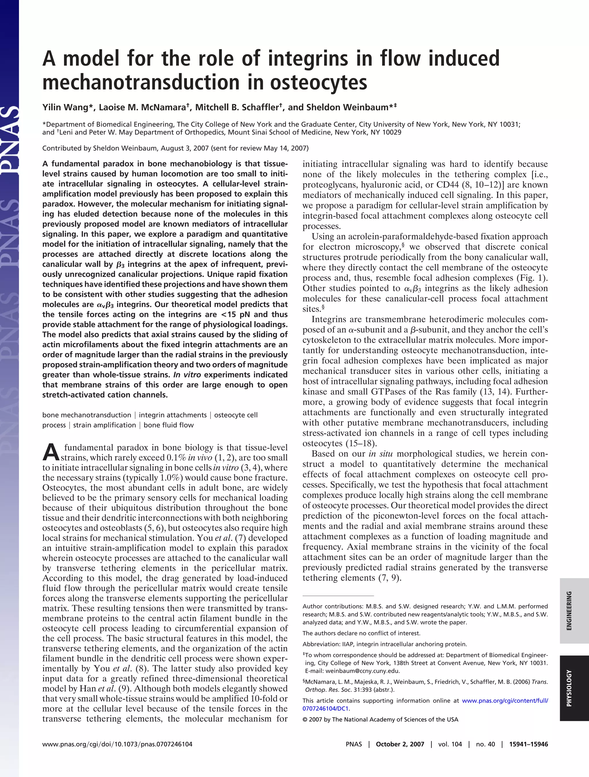A model for the role of integrins in flow induced
mechanotransduction in osteocytes
Yilin Wang*, Laoise M. McNamara†, Mitchell B. Schafﬂer†, and Sheldon Weinbaum*‡
*Department of Biomedical Engineering, The City College of New York and the Graduate Center, City University of New York, New York, NY 10031;
and †Leni and Peter W. May Department of Orthopedics, Mount Sinai School of Medicine, New York, NY 10029

Contributed by Sheldon Weinbaum, August 3, 2007 (sent for review May 14, 2007)

A fundamental paradox in bone mechanobiology is that tissue-                initiating intracellular signaling was hard to identify because
level strains caused by human locomotion are too small to initi-            none of the likely molecules in the tethering complex [i.e.,
ate intracellular signaling in osteocytes. A cellular-level strain-         proteoglycans, hyaluronic acid, or CD44 (8, 10–12)] are known
ampliﬁcation model previously has been proposed to explain this             mediators of mechanically induced cell signaling. In this paper,
paradox. However, the molecular mechanism for initiating signal-            we propose a paradigm for cellular-level strain amplification by
ing has eluded detection because none of the molecules in this              integrin-based focal attachment complexes along osteocyte cell
previously proposed model are known mediators of intracellular              processes.
signaling. In this paper, we explore a paradigm and quantitative               Using an acrolein-paraformaldehyde-based fixation approach
model for the initiation of intracellular signaling, namely that the        for electron microscopy,§ we observed that discrete conical
processes are attached directly at discrete locations along the             structures protrude periodically from the bony canalicular wall,
canalicular wall by ␤3 integrins at the apex of infrequent, previ-          where they directly contact the cell membrane of the osteocyte
ously unrecognized canalicular projections. Unique rapid ﬁxation            process and, thus, resemble focal adhesion complexes (Fig. 1).
techniques have identiﬁed these projections and have shown them
                                                                            Other studies pointed to ␣v␤3 integrins as the likely adhesion
to be consistent with other studies suggesting that the adhesion
                                                                            molecules for these canalicular-cell process focal attachment
molecules are ␣v␤3 integrins. Our theoretical model predicts that
                                                                            sites.§
the tensile forces acting on the integrins are <15 pN and thus
                                                                               Integrins are transmembrane heterodimeric molecules com-
provide stable attachment for the range of physiological loadings.
                                                                            posed of an ␣-subunit and a ␤-subunit, and they anchor the cell’s
The model also predicts that axial strains caused by the sliding of
actin microﬁlaments about the ﬁxed integrin attachments are an
                                                                            cytoskeleton to the extracellular matrix molecules. More impor-
order of magnitude larger than the radial strains in the previously
                                                                            tantly for understanding osteocyte mechanotransduction, inte-
proposed strain-ampliﬁcation theory and two orders of magnitude             grin focal adhesion complexes have been implicated as major
greater than whole-tissue strains. In vitro experiments indicated           mechanical transducer sites in various other cells, initiating a
that membrane strains of this order are large enough to open                host of intracellular signaling pathways, including focal adhesion
stretch-activated cation channels.                                          kinase and small GTPases of the Ras family (13, 14). Further-
                                                                            more, a growing body of evidence suggests that focal integrin
bone mechanotransduction ͉ integrin attachments ͉ osteocyte cell            attachments are functionally and even structurally integrated
process ͉ strain ampliﬁcation ͉ bone ﬂuid ﬂow                               with other putative membrane mechanotransducers, including
                                                                            stress-activated ion channels in a range of cell types including
                                                                            osteocytes (15–18).
A      fundamental paradox in bone biology is that tissue-level
      strains, which rarely exceed 0.1% in vivo (1, 2), are too small
to initiate intracellular signaling in bone cells in vitro (3, 4), where
                                                                               Based on our in situ morphological studies, we herein con-
                                                                            struct a model to quantitatively determine the mechanical
the necessary strains (typically 1.0%) would cause bone fracture.           effects of focal attachment complexes on osteocyte cell pro-
Osteocytes, the most abundant cells in adult bone, are widely               cesses. Specifically, we test the hypothesis that focal attachment
believed to be the primary sensory cells for mechanical loading             complexes produce locally high strains along the cell membrane
because of their ubiquitous distribution throughout the bone                of osteocyte processes. Our theoretical model provides the direct
tissue and their dendritic interconnections with both neighboring           prediction of the piconewton-level forces on the focal attach-
osteocytes and osteoblasts (5, 6), but osteocytes also require high         ments and the radial and axial membrane strains around these
local strains for mechanical stimulation. You et al. (7) developed          attachment complexes as a function of loading magnitude and
an intuitive strain-amplification model to explain this paradox             frequency. Axial membrane strains in the vicinity of the focal
wherein osteocyte processes are attached to the canalicular wall            attachment sites can be an order of magnitude larger than the
by transverse tethering elements in the pericellular matrix.                previously predicted radial strains generated by the transverse
According to this model, the drag generated by load-induced                 tethering elements (7, 9).
fluid flow through the pericellular matrix would create tensile
                                                                                                                                                                           ENGINEERING



forces along the transverse elements supporting the pericellular
matrix. These resulting tensions then were transmitted by trans-            Author contributions: M.B.S. and S.W. designed research; Y.W. and L.M.M. performed
                                                                            research; M.B.S. and S.W. contributed new reagents/analytic tools; Y.W., M.B.S., and S.W.
membrane proteins to the central actin filament bundle in the               analyzed data; and Y.W., M.B.S., and S.W. wrote the paper.
osteocyte cell process leading to circumferential expansion of              The authors declare no conﬂict of interest.
the cell process. The basic structural features in this model, the
                                                                            Abbreviation: IIAP, integrin intracellular anchoring protein.
transverse tethering elements, and the organization of the actin            ‡To whom correspondence should be addressed at: Department of Biomedical Engineer-
filament bundle in the dendritic cell process were shown exper-              ing, City College of New York, 138th Street at Convent Avenue, New York, NY 10031.
imentally by You et al. (8). The latter study also provided key              E-mail: weinbaum@ccny.cuny.edu.
                                                                                                                                                                           PHYSIOLOGY




input data for a greatly refined three-dimensional theoretical              §McNamara, L. M., Majeska, R. J., Weinbaum, S., Friedrich, V., Schafﬂer, M. B. (2006) Trans.

model by Han et al. (9). Although both models elegantly showed               Orthop. Res. Soc. 31:393 (abstr.).
that very small whole-tissue strains would be amplified 10-fold or          This article contains supporting information online at www.pnas.org/cgi/content/full/
more at the cellular level because of the tensile forces in the             0707246104/DC1.
transverse tethering elements, the molecular mechanism for                  © 2007 by The National Academy of Sciences of the USA



www.pnas.org͞cgi͞doi͞10.1073͞pnas.0707246104                                                PNAS ͉ October 2, 2007 ͉ vol. 104 ͉ no. 40 ͉ 15941–15946
 