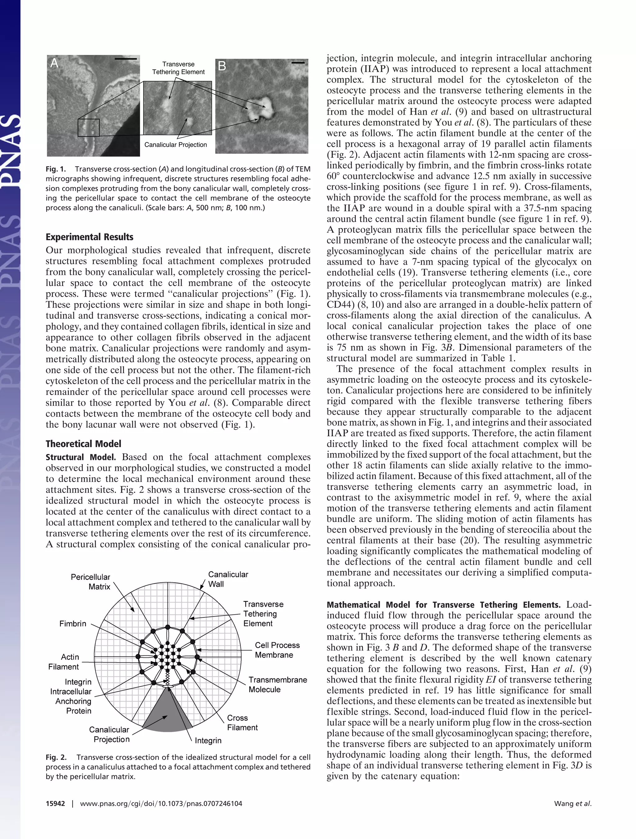 jection, integrin molecule, and integrin intracellular anchoring
 A                                Transverse
                                                      B                          protein (IIAP) was introduced to represent a local attachment
                               Tethering Element
                                                                                 complex. The structural model for the cytoskeleton of the
                                                                                 osteocyte process and the transverse tethering elements in the
                                                                                 pericellular matrix around the osteocyte process were adapted
                                                                                 from the model of Han et al. (9) and based on ultrastructural
                                                                                 features demonstrated by You et al. (8). The particulars of these
                                                                                 were as follows. The actin filament bundle at the center of the
                             Canalicular Projection                              cell process is a hexagonal array of 19 parallel actin filaments
                                                                                 (Fig. 2). Adjacent actin filaments with 12-nm spacing are cross-
Fig. 1. Transverse cross-section (A) and longitudinal cross-section (B) of TEM   linked periodically by fimbrin, and the fimbrin cross-links rotate
micrographs showing infrequent, discrete structures resembling focal adhe-       60° counterclockwise and advance 12.5 nm axially in successive
sion complexes protruding from the bony canalicular wall, completely cross-      cross-linking positions (see figure 1 in ref. 9). Cross-filaments,
ing the pericellular space to contact the cell membrane of the osteocyte         which provide the scaffold for the process membrane, as well as
process along the canaliculi. (Scale bars: A, 500 nm; B, 100 nm.)                the IIAP are wound in a double spiral with a 37.5-nm spacing
                                                                                 around the central actin filament bundle (see figure 1 in ref. 9).
                                                                                 A proteoglycan matrix fills the pericellular space between the
Experimental Results                                                             cell membrane of the osteocyte process and the canalicular wall;
Our morphological studies revealed that infrequent, discrete                     glycosaminoglycan side chains of the pericellular matrix are
structures resembling focal attachment complexes protruded                       assumed to have a 7-nm spacing typical of the glycocalyx on
from the bony canalicular wall, completely crossing the pericel-                 endothelial cells (19). Transverse tethering elements (i.e., core
lular space to contact the cell membrane of the osteocyte                        proteins of the pericellular proteoglycan matrix) are linked
process. These were termed ‘‘canalicular projections’’ (Fig. 1).                 physically to cross-filaments via transmembrane molecules (e.g.,
These projections were similar in size and shape in both longi-                  CD44) (8, 10) and also are arranged in a double-helix pattern of
tudinal and transverse cross-sections, indicating a conical mor-                 cross-filaments along the axial direction of the canaliculus. A
phology, and they contained collagen fibrils, identical in size and              local conical canalicular projection takes the place of one
appearance to other collagen fibrils observed in the adjacent                    otherwise transverse tethering element, and the width of its base
bone matrix. Canalicular projections were randomly and asym-                     is 75 nm as shown in Fig. 3B. Dimensional parameters of the
metrically distributed along the osteocyte process, appearing on                 structural model are summarized in Table 1.
one side of the cell process but not the other. The filament-rich                   The presence of the focal attachment complex results in
cytoskeleton of the cell process and the pericellular matrix in the              asymmetric loading on the osteocyte process and its cytoskele-
remainder of the pericellular space around cell processes were                   ton. Canalicular projections here are considered to be infinitely
similar to those reported by You et al. (8). Comparable direct                   rigid compared with the flexible transverse tethering fibers
contacts between the membrane of the osteocyte cell body and                     because they appear structurally comparable to the adjacent
the bony lacunar wall were not observed (Fig. 1).                                bone matrix, as shown in Fig. 1, and integrins and their associated
                                                                                 IIAP are treated as fixed supports. Therefore, the actin filament
Theoretical Model                                                                directly linked to the fixed focal attachment complex will be
Structural Model. Based on the focal attachment complexes                        immobilized by the fixed support of the focal attachment, but the
observed in our morphological studies, we constructed a model                    other 18 actin filaments can slide axially relative to the immo-
to determine the local mechanical environment around these                       bilized actin filament. Because of this fixed attachment, all of the
attachment sites. Fig. 2 shows a transverse cross-section of the                 transverse tethering elements carry an asymmetric load, in
idealized structural model in which the osteocyte process is                     contrast to the axisymmetric model in ref. 9, where the axial
located at the center of the canaliculus with direct contact to a                motion of the transverse tethering elements and actin filament
local attachment complex and tethered to the canalicular wall by                 bundle are uniform. The sliding motion of actin filaments has
transverse tethering elements over the rest of its circumference.                been observed previously in the bending of stereocilia about the
A structural complex consisting of the conical canalicular pro-                  central filaments at their base (20). The resulting asymmetric
                                                                                 loading significantly complicates the mathematical modeling of
                                                                                 the deflections of the central actin filament bundle and cell
                                                                                 membrane and necessitates our deriving a simplified computa-
                                                                                 tional approach.

                                                                                 Mathematical Model for Transverse Tethering Elements. Load-
                                                                                 induced fluid flow through the pericellular space around the
                                                                                 osteocyte process will produce a drag force on the pericellular
                                                                                 matrix. This force deforms the transverse tethering elements as
                                                                                 shown in Fig. 3 B and D. The deformed shape of the transverse
                                                                                 tethering element is described by the well known catenary
                                                                                 equation for the following two reasons. First, Han et al. (9)
                                                                                 showed that the finite flexural rigidity EI of transverse tethering
                                                                                 elements predicted in ref. 19 has little significance for small
                                                                                 deflections, and these elements can be treated as inextensible but
                                                                                 flexible strings. Second, load-induced fluid flow in the pericel-
                                                                                 lular space will be a nearly uniform plug flow in the cross-section
                                                                                 plane because of the small glycosaminoglycan spacing; therefore,
                                                                                 the transverse fibers are subjected to an approximately uniform
Fig. 2. Transverse cross-section of the idealized structural model for a cell    hydrodynamic loading along their length. Thus, the deformed
process in a canaliculus attached to a focal attachment complex and tethered     shape of an individual transverse tethering element in Fig. 3D is
by the pericellular matrix.                                                      given by the catenary equation:

15942 ͉ www.pnas.org͞cgi͞doi͞10.1073͞pnas.0707246104                                                                                       Wang et al.
 