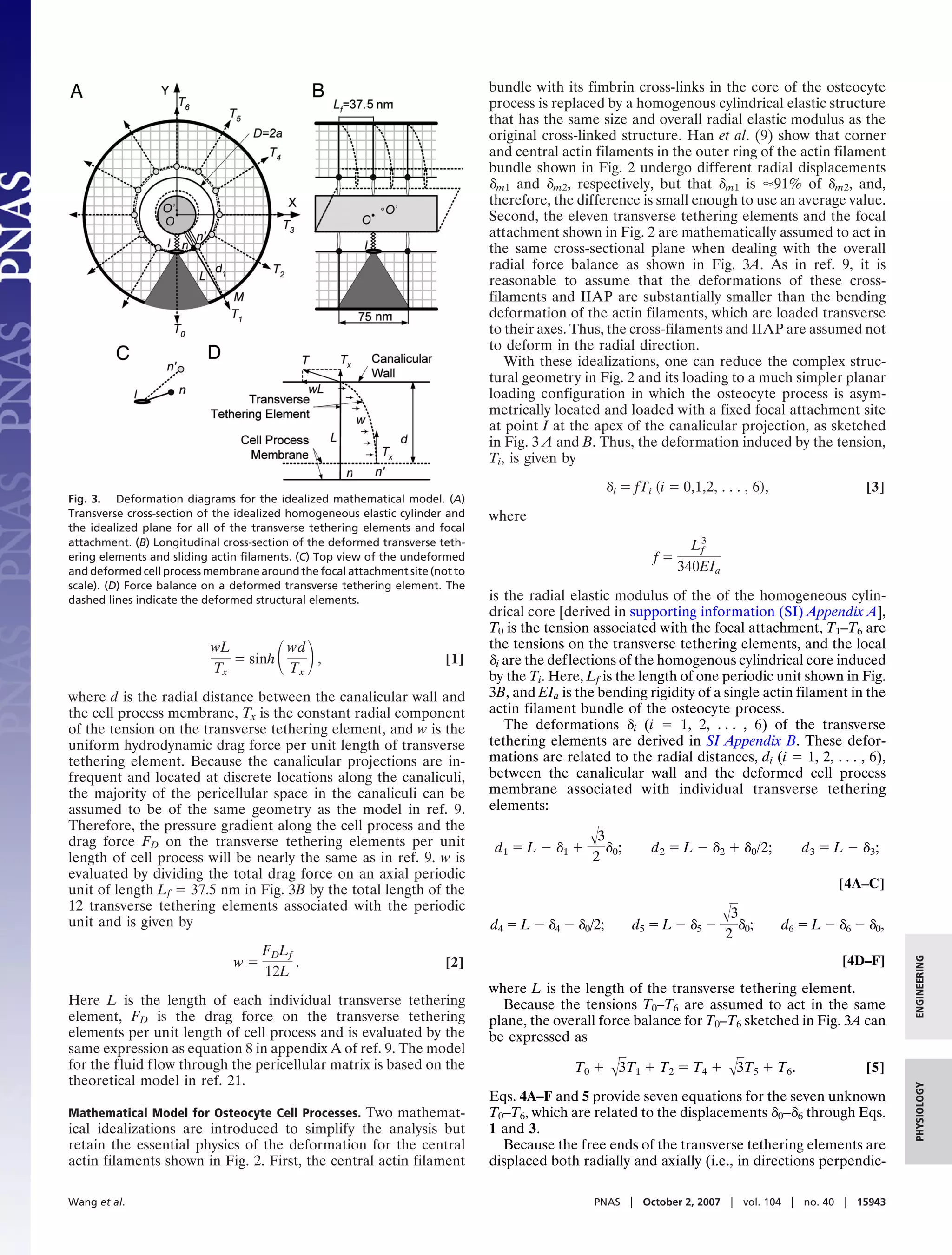 bundle with its fimbrin cross-links in the core of the osteocyte
                                                                              process is replaced by a homogenous cylindrical elastic structure
                                                                              that has the same size and overall radial elastic modulus as the
                                                                              original cross-linked structure. Han et al. (9) show that corner
                                                                              and central actin filaments in the outer ring of the actin filament
                                                                              bundle shown in Fig. 2 undergo different radial displacements
                                                                              ␦m1 and ␦m2, respectively, but that ␦m1 is Ϸ91% of ␦m2, and,
                                                                              therefore, the difference is small enough to use an average value.
                                                                              Second, the eleven transverse tethering elements and the focal
                                                                              attachment shown in Fig. 2 are mathematically assumed to act in
                                                                              the same cross-sectional plane when dealing with the overall
                                                                              radial force balance as shown in Fig. 3A. As in ref. 9, it is
                                                                              reasonable to assume that the deformations of these cross-
                                                                              filaments and IIAP are substantially smaller than the bending
                                                                              deformation of the actin filaments, which are loaded transverse
                                                                              to their axes. Thus, the cross-filaments and IIAP are assumed not
                                                                              to deform in the radial direction.
                                                                                 With these idealizations, one can reduce the complex struc-
                                                                              tural geometry in Fig. 2 and its loading to a much simpler planar
                                                                              loading configuration in which the osteocyte process is asym-
                                                                              metrically located and loaded with a fixed focal attachment site
                                                                              at point I at the apex of the canalicular projection, as sketched
                                                                              in Fig. 3 A and B. Thus, the deformation induced by the tension,
                                                                              Ti, is given by
                                                                                                    ␦i ϭ fTi ͑i ϭ 0,1,2, . . . , 6͒,                 [3]
Fig. 3. Deformation diagrams for the idealized mathematical model. (A)
Transverse cross-section of the idealized homogeneous elastic cylinder and    where
the idealized plane for all of the transverse tethering elements and focal
attachment. (B) Longitudinal cross-section of the deformed transverse teth-                                           3
                                                                                                                     Lf
ering elements and sliding actin ﬁlaments. (C) Top view of the undeformed                                     fϭ
and deformed cell process membrane around the focal attachment site (not to                                        340EIa
scale). (D) Force balance on a deformed transverse tethering element. The
dashed lines indicate the deformed structural elements.                       is the radial elastic modulus of the of the homogeneous cylin-
                                                                              drical core [derived in supporting information (SI) Appendix A],
                                                                              T0 is the tension associated with the focal attachment, T1–T6 are
                          wL
                          Tx
                             ϭ sinh
                                    wd
                                    Tx
                                       ͩ ͪ
                                       ,                               [1]
                                                                              the tensions on the transverse tethering elements, and the local
                                                                              ␦i are the deflections of the homogenous cylindrical core induced
                                                                              by the Ti. Here, Lf is the length of one periodic unit shown in Fig.
where d is the radial distance between the canalicular wall and               3B, and EIa is the bending rigidity of a single actin filament in the
the cell process membrane, Tx is the constant radial component                actin filament bundle of the osteocyte process.
of the tension on the transverse tethering element, and w is the                 The deformations ␦i (i ϭ 1, 2, . . . , 6) of the transverse
uniform hydrodynamic drag force per unit length of transverse                 tethering elements are derived in SI Appendix B. These defor-
tethering element. Because the canalicular projections are in-                mations are related to the radial distances, di (i ϭ 1, 2, . . . , 6),
frequent and located at discrete locations along the canaliculi,              between the canalicular wall and the deformed cell process
the majority of the pericellular space in the canaliculi can be               membrane associated with individual transverse tethering
assumed to be of the same geometry as the model in ref. 9.                    elements:
Therefore, the pressure gradient along the cell process and the
drag force FD on the transverse tethering elements per unit                                    ͱ3
                                                                               d1 ϭ L Ϫ ␦1 ϩ        ␦ 0;     d2 ϭ L Ϫ ␦2 ϩ ␦0/2;          d 3 ϭ L Ϫ ␦ 3;
length of cell process will be nearly the same as in ref. 9. w is                               2
evaluated by dividing the total drag force on an axial periodic
unit of length Lf ϭ 37.5 nm in Fig. 3B by the total length of the                                                                               [4A–C]
12 transverse tethering elements associated with the periodic                                                               ͱ3
unit and is given by                                                          d4 ϭ L Ϫ ␦4 Ϫ ␦0/2;          d5 ϭ L Ϫ ␦5 Ϫ        ␦0;    d6 ϭ L Ϫ ␦6 Ϫ ␦0,
                                                                                                                            2
                                    F DL f
                               wϭ
                                                                                                                                                           ENGINEERING



                                           .                           [2]                                                                       [4D–F]
                                    12L
                                                                              where L is the length of the transverse tethering element.
Here L is the length of each individual transverse tethering                    Because the tensions T0–T6 are assumed to act in the same
element, FD is the drag force on the transverse tethering                     plane, the overall force balance for T0–T6 sketched in Fig. 3A can
elements per unit length of cell process and is evaluated by the              be expressed as
same expression as equation 8 in appendix A of ref. 9. The model
for the fluid flow through the pericellular matrix is based on the                           T0 ϩ ͱ3T1 ϩ T2 ϭ T4 ϩ ͱ3T5 ϩ T6.                        [5]
theoretical model in ref. 21.
                                                                                                                                                           PHYSIOLOGY




                                                                              Eqs. 4A–F and 5 provide seven equations for the seven unknown
Mathematical Model for Osteocyte Cell Processes. Two mathemat-                T0–T6, which are related to the displacements ␦0–␦6 through Eqs.
ical idealizations are introduced to simplify the analysis but                1 and 3.
retain the essential physics of the deformation for the central                 Because the free ends of the transverse tethering elements are
actin filaments shown in Fig. 2. First, the central actin filament            displaced both radially and axially (i.e., in directions perpendic-

Wang et al.                                                                                     PNAS ͉ October 2, 2007 ͉ vol. 104 ͉ no. 40 ͉ 15943
 