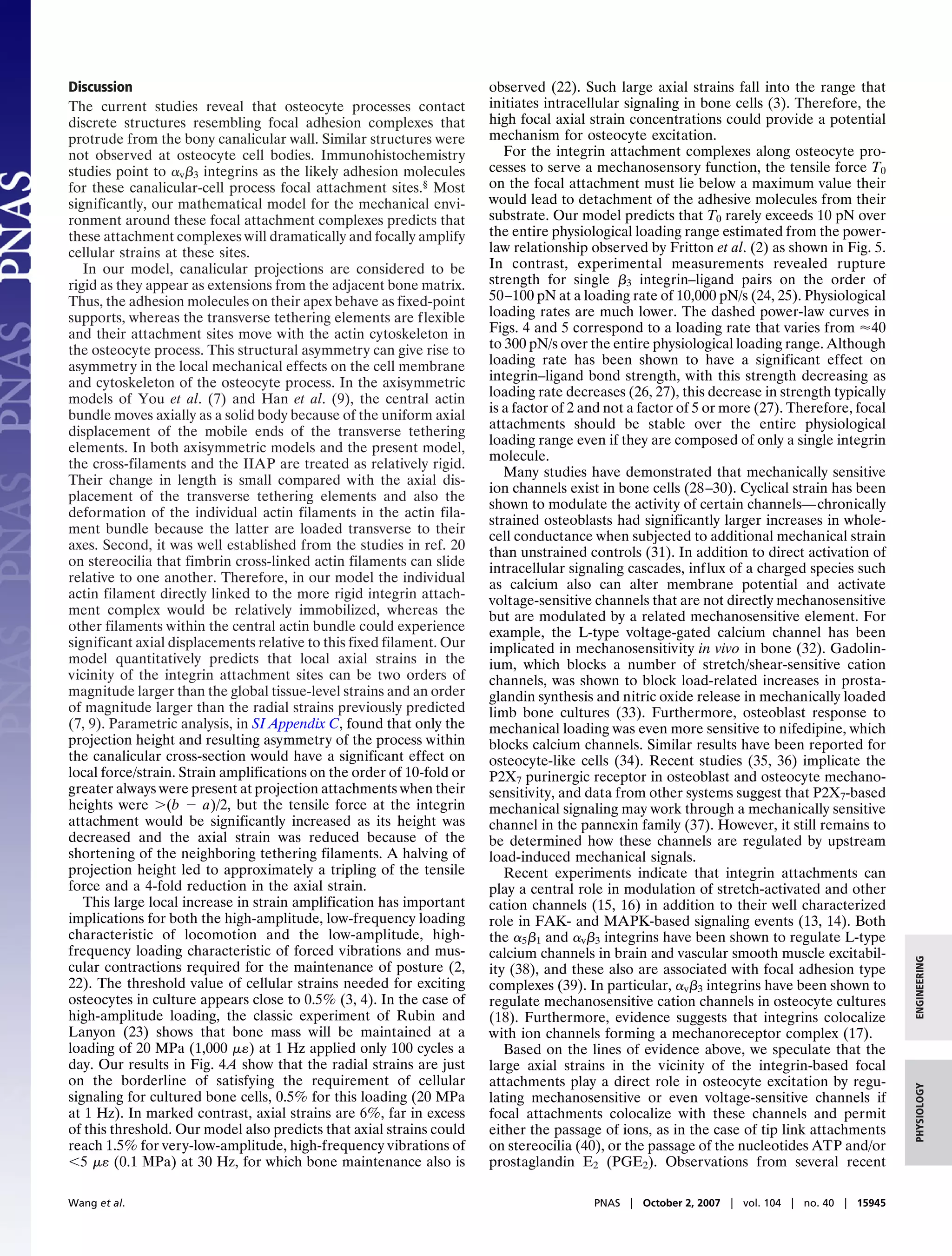 Discussion                                                             observed (22). Such large axial strains fall into the range that
The current studies reveal that osteocyte processes contact            initiates intracellular signaling in bone cells (3). Therefore, the
discrete structures resembling focal adhesion complexes that           high focal axial strain concentrations could provide a potential
protrude from the bony canalicular wall. Similar structures were       mechanism for osteocyte excitation.
not observed at osteocyte cell bodies. Immunohistochemistry               For the integrin attachment complexes along osteocyte pro-
studies point to ␣v␤3 integrins as the likely adhesion molecules       cesses to serve a mechanosensory function, the tensile force T0
for these canalicular-cell process focal attachment sites.§ Most       on the focal attachment must lie below a maximum value their
significantly, our mathematical model for the mechanical envi-         would lead to detachment of the adhesive molecules from their
ronment around these focal attachment complexes predicts that          substrate. Our model predicts that T0 rarely exceeds 10 pN over
these attachment complexes will dramatically and focally amplify       the entire physiological loading range estimated from the power-
cellular strains at these sites.                                       law relationship observed by Fritton et al. (2) as shown in Fig. 5.
   In our model, canalicular projections are considered to be          In contrast, experimental measurements revealed rupture
rigid as they appear as extensions from the adjacent bone matrix.      strength for single ␤3 integrin–ligand pairs on the order of
Thus, the adhesion molecules on their apex behave as fixed-point       50–100 pN at a loading rate of 10,000 pN/s (24, 25). Physiological
supports, whereas the transverse tethering elements are flexible       loading rates are much lower. The dashed power-law curves in
and their attachment sites move with the actin cytoskeleton in         Figs. 4 and 5 correspond to a loading rate that varies from Ϸ40
the osteocyte process. This structural asymmetry can give rise to      to 300 pN/s over the entire physiological loading range. Although
asymmetry in the local mechanical effects on the cell membrane         loading rate has been shown to have a significant effect on
and cytoskeleton of the osteocyte process. In the axisymmetric         integrin–ligand bond strength, with this strength decreasing as
models of You et al. (7) and Han et al. (9), the central actin         loading rate decreases (26, 27), this decrease in strength typically
                                                                       is a factor of 2 and not a factor of 5 or more (27). Therefore, focal
bundle moves axially as a solid body because of the uniform axial
                                                                       attachments should be stable over the entire physiological
displacement of the mobile ends of the transverse tethering
                                                                       loading range even if they are composed of only a single integrin
elements. In both axisymmetric models and the present model,
                                                                       molecule.
the cross-filaments and the IIAP are treated as relatively rigid.
                                                                          Many studies have demonstrated that mechanically sensitive
Their change in length is small compared with the axial dis-
                                                                       ion channels exist in bone cells (28–30). Cyclical strain has been
placement of the transverse tethering elements and also the
                                                                       shown to modulate the activity of certain channels—chronically
deformation of the individual actin filaments in the actin fila-
                                                                       strained osteoblasts had significantly larger increases in whole-
ment bundle because the latter are loaded transverse to their
                                                                       cell conductance when subjected to additional mechanical strain
axes. Second, it was well established from the studies in ref. 20      than unstrained controls (31). In addition to direct activation of
on stereocilia that fimbrin cross-linked actin filaments can slide     intracellular signaling cascades, influx of a charged species such
relative to one another. Therefore, in our model the individual        as calcium also can alter membrane potential and activate
actin filament directly linked to the more rigid integrin attach-      voltage-sensitive channels that are not directly mechanosensitive
ment complex would be relatively immobilized, whereas the              but are modulated by a related mechanosensitive element. For
other filaments within the central actin bundle could experience       example, the L-type voltage-gated calcium channel has been
significant axial displacements relative to this fixed filament. Our   implicated in mechanosensitivity in vivo in bone (32). Gadolin-
model quantitatively predicts that local axial strains in the          ium, which blocks a number of stretch/shear-sensitive cation
vicinity of the integrin attachment sites can be two orders of         channels, was shown to block load-related increases in prosta-
magnitude larger than the global tissue-level strains and an order     glandin synthesis and nitric oxide release in mechanically loaded
of magnitude larger than the radial strains previously predicted       limb bone cultures (33). Furthermore, osteoblast response to
(7, 9). Parametric analysis, in SI Appendix C, found that only the     mechanical loading was even more sensitive to nifedipine, which
projection height and resulting asymmetry of the process within        blocks calcium channels. Similar results have been reported for
the canalicular cross-section would have a significant effect on       osteocyte-like cells (34). Recent studies (35, 36) implicate the
local force/strain. Strain amplifications on the order of 10-fold or   P2X7 purinergic receptor in osteoblast and osteocyte mechano-
greater always were present at projection attachments when their       sensitivity, and data from other systems suggest that P2X7-based
heights were Ͼ(b Ϫ a)/2, but the tensile force at the integrin         mechanical signaling may work through a mechanically sensitive
attachment would be significantly increased as its height was          channel in the pannexin family (37). However, it still remains to
decreased and the axial strain was reduced because of the              be determined how these channels are regulated by upstream
shortening of the neighboring tethering filaments. A halving of        load-induced mechanical signals.
projection height led to approximately a tripling of the tensile          Recent experiments indicate that integrin attachments can
force and a 4-fold reduction in the axial strain.                      play a central role in modulation of stretch-activated and other
   This large local increase in strain amplification has important     cation channels (15, 16) in addition to their well characterized
implications for both the high-amplitude, low-frequency loading        role in FAK- and MAPK-based signaling events (13, 14). Both
characteristic of locomotion and the low-amplitude, high-              the ␣5␤1 and ␣v␤3 integrins have been shown to regulate L-type
frequency loading characteristic of forced vibrations and mus-         calcium channels in brain and vascular smooth muscle excitabil-
                                                                                                                                               ENGINEERING



cular contractions required for the maintenance of posture (2,         ity (38), and these also are associated with focal adhesion type
22). The threshold value of cellular strains needed for exciting       complexes (39). In particular, ␣v␤3 integrins have been shown to
osteocytes in culture appears close to 0.5% (3, 4). In the case of     regulate mechanosensitive cation channels in osteocyte cultures
high-amplitude loading, the classic experiment of Rubin and            (18). Furthermore, evidence suggests that integrins colocalize
Lanyon (23) shows that bone mass will be maintained at a               with ion channels forming a mechanoreceptor complex (17).
loading of 20 MPa (1,000 ␮␧) at 1 Hz applied only 100 cycles a            Based on the lines of evidence above, we speculate that the
day. Our results in Fig. 4A show that the radial strains are just      large axial strains in the vicinity of the integrin-based focal
on the borderline of satisfying the requirement of cellular            attachments play a direct role in osteocyte excitation by regu-
                                                                                                                                               PHYSIOLOGY




signaling for cultured bone cells, 0.5% for this loading (20 MPa       lating mechanosensitive or even voltage-sensitive channels if
at 1 Hz). In marked contrast, axial strains are 6%, far in excess      focal attachments colocalize with these channels and permit
of this threshold. Our model also predicts that axial strains could    either the passage of ions, as in the case of tip link attachments
reach 1.5% for very-low-amplitude, high-frequency vibrations of        on stereocilia (40), or the passage of the nucleotides ATP and/or
Ͻ5 ␮␧ (0.1 ⌴Pa) at 30 Hz, for which bone maintenance also is           prostaglandin E2 (PGE2). Observations from several recent

Wang et al.                                                                              PNAS ͉ October 2, 2007 ͉ vol. 104 ͉ no. 40 ͉ 15945
 