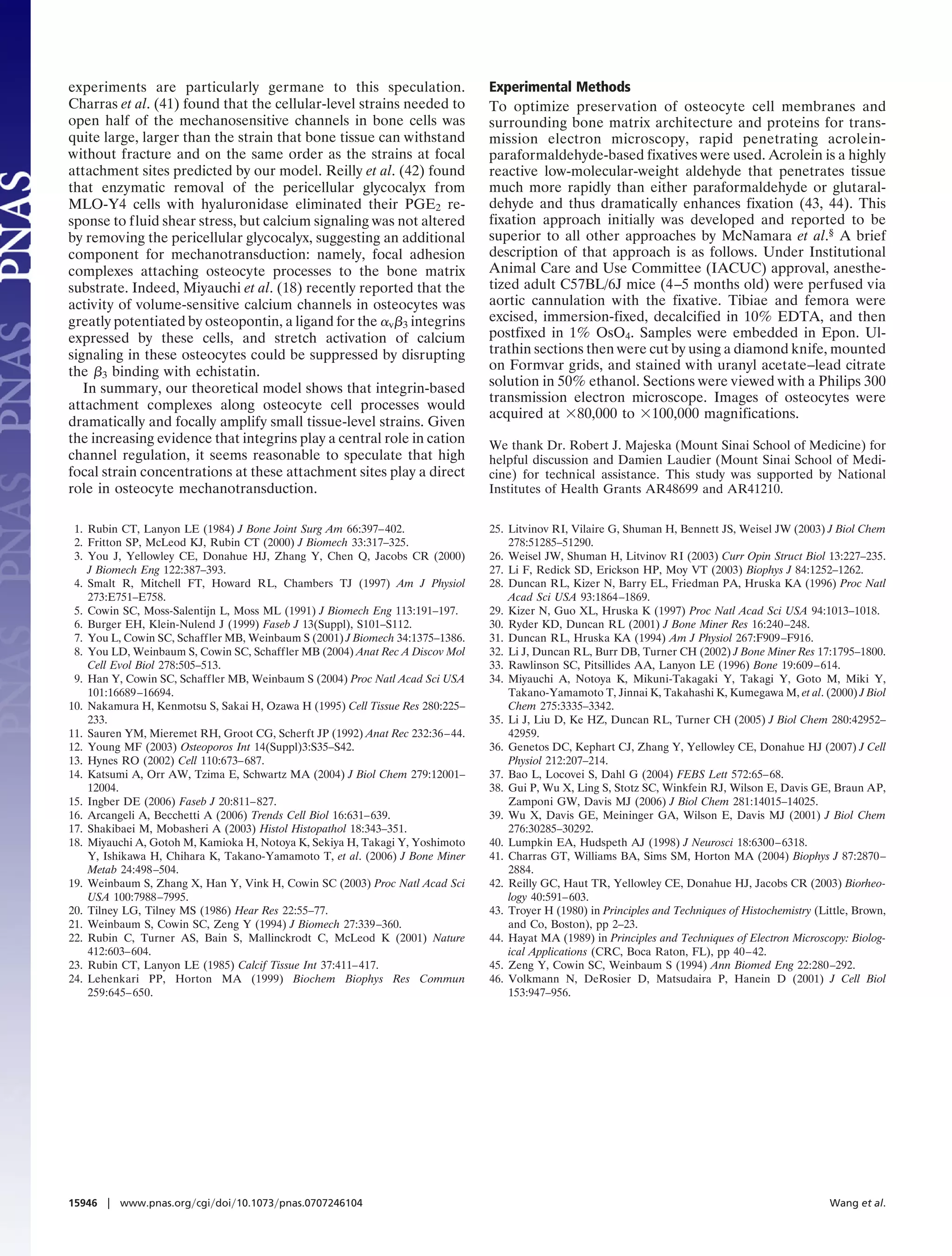 experiments are particularly germane to this speculation.                      Experimental Methods
Charras et al. (41) found that the cellular-level strains needed to            To optimize preservation of osteocyte cell membranes and
open half of the mechanosensitive channels in bone cells was                   surrounding bone matrix architecture and proteins for trans-
quite large, larger than the strain that bone tissue can withstand             mission electron microscopy, rapid penetrating acrolein-
without fracture and on the same order as the strains at focal                 paraformaldehyde-based fixatives were used. Acrolein is a highly
attachment sites predicted by our model. Reilly et al. (42) found              reactive low-molecular-weight aldehyde that penetrates tissue
that enzymatic removal of the pericellular glycocalyx from                     much more rapidly than either paraformaldehyde or glutaral-
MLO-Y4 cells with hyaluronidase eliminated their PGE2 re-                      dehyde and thus dramatically enhances fixation (43, 44). This
sponse to fluid shear stress, but calcium signaling was not altered            fixation approach initially was developed and reported to be
by removing the pericellular glycocalyx, suggesting an additional              superior to all other approaches by McNamara et al.§ A brief
component for mechanotransduction: namely, focal adhesion                      description of that approach is as follows. Under Institutional
complexes attaching osteocyte processes to the bone matrix                     Animal Care and Use Committee (IACUC) approval, anesthe-
substrate. Indeed, Miyauchi et al. (18) recently reported that the             tized adult C57BL/6J mice (4–5 months old) were perfused via
activity of volume-sensitive calcium channels in osteocytes was                aortic cannulation with the fixative. Tibiae and femora were
greatly potentiated by osteopontin, a ligand for the ␣v␤3 integrins            excised, immersion-fixed, decalcified in 10% EDTA, and then
expressed by these cells, and stretch activation of calcium                    postfixed in 1% OsO4. Samples were embedded in Epon. Ul-
signaling in these osteocytes could be suppressed by disrupting                trathin sections then were cut by using a diamond knife, mounted
the ␤3 binding with echistatin.                                                on Formvar grids, and stained with uranyl acetate–lead citrate
   In summary, our theoretical model shows that integrin-based                 solution in 50% ethanol. Sections were viewed with a Philips 300
                                                                               transmission electron microscope. Images of osteocytes were
attachment complexes along osteocyte cell processes would
                                                                               acquired at ϫ80,000 to ϫ100,000 magnifications.
dramatically and focally amplify small tissue-level strains. Given
the increasing evidence that integrins play a central role in cation           We thank Dr. Robert J. Majeska (Mount Sinai School of Medicine) for
channel regulation, it seems reasonable to speculate that high                 helpful discussion and Damien Laudier (Mount Sinai School of Medi-
focal strain concentrations at these attachment sites play a direct            cine) for technical assistance. This study was supported by National
role in osteocyte mechanotransduction.                                         Institutes of Health Grants AR48699 and AR41210.


 1. Rubin CT, Lanyon LE (1984) J Bone Joint Surg Am 66:397–402.                25. Litvinov RI, Vilaire G, Shuman H, Bennett JS, Weisel JW (2003) J Biol Chem
 2. Fritton SP, McLeod KJ, Rubin CT (2000) J Biomech 33:317–325.                   278:51285–51290.
 3. You J, Yellowley CE, Donahue HJ, Zhang Y, Chen Q, Jacobs CR (2000)         26. Weisel JW, Shuman H, Litvinov RI (2003) Curr Opin Struct Biol 13:227–235.
    J Biomech Eng 122:387–393.                                                 27. Li F, Redick SD, Erickson HP, Moy VT (2003) Biophys J 84:1252–1262.
 4. Smalt R, Mitchell FT, Howard RL, Chambers TJ (1997) Am J Physiol           28. Duncan RL, Kizer N, Barry EL, Friedman PA, Hruska KA (1996) Proc Natl
    273:E751–E758.                                                                 Acad Sci USA 93:1864–1869.
 5. Cowin SC, Moss-Salentijn L, Moss ML (1991) J Biomech Eng 113:191–197.      29. Kizer N, Guo XL, Hruska K (1997) Proc Natl Acad Sci USA 94:1013–1018.
 6. Burger EH, Klein-Nulend J (1999) Faseb J 13(Suppl), S101–S112.             30. Ryder KD, Duncan RL (2001) J Bone Miner Res 16:240–248.
 7. You L, Cowin SC, Schaffler MB, Weinbaum S (2001) J Biomech 34:1375–1386.   31. Duncan RL, Hruska KA (1994) Am J Physiol 267:F909–F916.
 8. You LD, Weinbaum S, Cowin SC, Schaffler MB (2004) Anat Rec A Discov Mol    32. Li J, Duncan RL, Burr DB, Turner CH (2002) J Bone Miner Res 17:1795–1800.
    Cell Evol Biol 278:505–513.                                                33. Rawlinson SC, Pitsillides AA, Lanyon LE (1996) Bone 19:609–614.
 9. Han Y, Cowin SC, Schaffler MB, Weinbaum S (2004) Proc Natl Acad Sci USA    34. Miyauchi A, Notoya K, Mikuni-Takagaki Y, Takagi Y, Goto M, Miki Y,
    101:16689–16694.                                                               Takano-Yamamoto T, Jinnai K, Takahashi K, Kumegawa M, et al. (2000) J Biol
10. Nakamura H, Kenmotsu S, Sakai H, Ozawa H (1995) Cell Tissue Res 280:225–       Chem 275:3335–3342.
    233.                                                                       35. Li J, Liu D, Ke HZ, Duncan RL, Turner CH (2005) J Biol Chem 280:42952–
11. Sauren YM, Mieremet RH, Groot CG, Scherft JP (1992) Anat Rec 232:36–44.        42959.
12. Young MF (2003) Osteoporos Int 14(Suppl)3:S35–S42.                         36. Genetos DC, Kephart CJ, Zhang Y, Yellowley CE, Donahue HJ (2007) J Cell
13. Hynes RO (2002) Cell 110:673–687.                                              Physiol 212:207–214.
14. Katsumi A, Orr AW, Tzima E, Schwartz MA (2004) J Biol Chem 279:12001–      37. Bao L, Locovei S, Dahl G (2004) FEBS Lett 572:65–68.
    12004.                                                                     38. Gui P, Wu X, Ling S, Stotz SC, Winkfein RJ, Wilson E, Davis GE, Braun AP,
15. Ingber DE (2006) Faseb J 20:811–827.                                           Zamponi GW, Davis MJ (2006) J Biol Chem 281:14015–14025.
16. Arcangeli A, Becchetti A (2006) Trends Cell Biol 16:631–639.               39. Wu X, Davis GE, Meininger GA, Wilson E, Davis MJ (2001) J Biol Chem
17. Shakibaei M, Mobasheri A (2003) Histol Histopathol 18:343–351.                 276:30285–30292.
18. Miyauchi A, Gotoh M, Kamioka H, Notoya K, Sekiya H, Takagi Y, Yoshimoto    40. Lumpkin EA, Hudspeth AJ (1998) J Neurosci 18:6300–6318.
    Y, Ishikawa H, Chihara K, Takano-Yamamoto T, et al. (2006) J Bone Miner    41. Charras GT, Williams BA, Sims SM, Horton MA (2004) Biophys J 87:2870–
    Metab 24:498–504.                                                              2884.
19. Weinbaum S, Zhang X, Han Y, Vink H, Cowin SC (2003) Proc Natl Acad Sci     42. Reilly GC, Haut TR, Yellowley CE, Donahue HJ, Jacobs CR (2003) Biorheo-
    USA 100:7988–7995.                                                             logy 40:591–603.
20. Tilney LG, Tilney MS (1986) Hear Res 22:55–77.                             43. Troyer H (1980) in Principles and Techniques of Histochemistry (Little, Brown,
21. Weinbaum S, Cowin SC, Zeng Y (1994) J Biomech 27:339–360.                      and Co, Boston), pp 2–23.
22. Rubin C, Turner AS, Bain S, Mallinckrodt C, McLeod K (2001) Nature         44. Hayat MA (1989) in Principles and Techniques of Electron Microscopy: Biolog-
    412:603–604.                                                                   ical Applications (CRC, Boca Raton, FL), pp 40–42.
23. Rubin CT, Lanyon LE (1985) Calcif Tissue Int 37:411–417.                   45. Zeng Y, Cowin SC, Weinbaum S (1994) Ann Biomed Eng 22:280–292.
24. Lehenkari PP, Horton MA (1999) Biochem Biophys Res Commun                  46. Volkmann N, DeRosier D, Matsudaira P, Hanein D (2001) J Cell Biol
    259:645– 650.                                                                  153:947–956.




15946 ͉ www.pnas.org͞cgi͞doi͞10.1073͞pnas.0707246104                                                                                                 Wang et al.
 