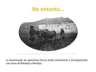 No entanto… A mecanização da agricultura fez-se muito lentamente e principalmente nas zonas do Ribatejo e Alentejo. 