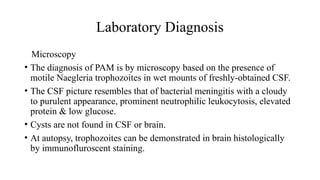 Laboratory Diagnosis
Microscopy
• The diagnosis of PAM is by microscopy based on the presence of
motile Naegleria trophozoites in wet mounts of freshly-obtained CSF.
• The CSF picture resembles that of bacterial meningitis with a cloudy
to purulent appearance, prominent neutrophilic leukocytosis, elevated
protein & low glucose.
• Cysts are not found in CSF or brain.
• At autopsy, trophozoites can be demonstrated in brain histologically
by immunofluroscent staining.
 