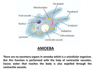 Excretion in other organisms