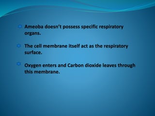 AMOEBA