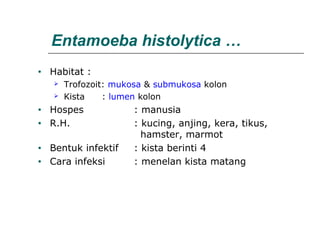 Entamoeba histolytica …
• Habitat :
 Trofozoit: mukosa & submukosa kolon
 Kista : lumen kolon
• Hospes : manusia
• R.H. : kucing, anjing, kera, tikus,
hamster, marmot
• Bentuk infektif : kista berinti 4
• Cara infeksi : menelan kista matang
 