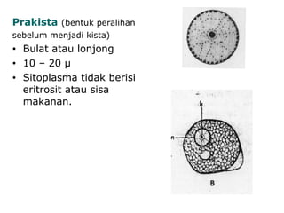 Prakista (bentuk peralihan
sebelum menjadi kista)
• Bulat atau lonjong
• 10 – 20 µ
• Sitoplasma tidak berisi
eritrosit atau sisa
makanan.
 