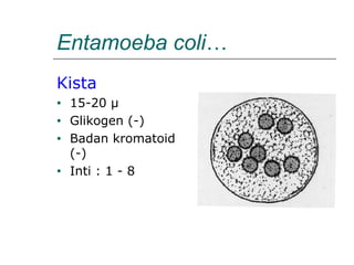 Entamoeba coli…
Kista
• 15-20 µ
• Glikogen (-)
• Badan kromatoid
(-)
• Inti : 1 - 8
 