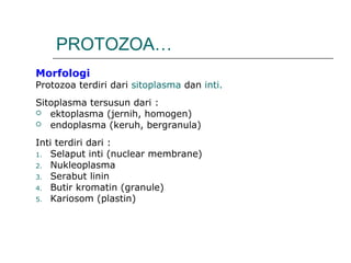 PROTOZOA…
Morfologi
Protozoa terdiri dari sitoplasma dan inti.
Sitoplasma tersusun dari :
 ektoplasma (jernih, homogen)
 endoplasma (keruh, bergranula)
Inti terdiri dari :
1. Selaput inti (nuclear membrane)
2. Nukleoplasma
3. Serabut linin
4. Butir kromatin (granule)
5. Kariosom (plastin)
 
