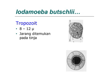 Iodamoeba butschlii…
Tropozoit
• 8 – 12 µ
• Jarang ditemukan
pada tinja
 