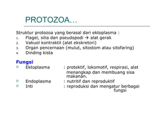 PROTOZOA…
Struktur protozoa yang berasal dari ektoplasma :
1. Flagel, silia dan pseudopodi  alat gerak
2. Vakuol kontraktil (alat ekskretori)
3. Organ pencernaan (mulut, sitostom atau sitofaring)
4. Dinding kista
Fungsi
 Ektoplasma : protektif, lokomotif, respirasi, alat
menangkap dan membuang sisa
makanan.
 Endoplasma : nutritif dan reproduktif
 Inti : reproduksi dan mengatur berbagai
fungsi
 