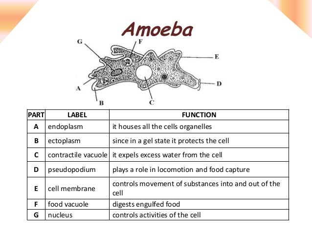 Top 10 Theories to Explain the Locomotion in Amoeba