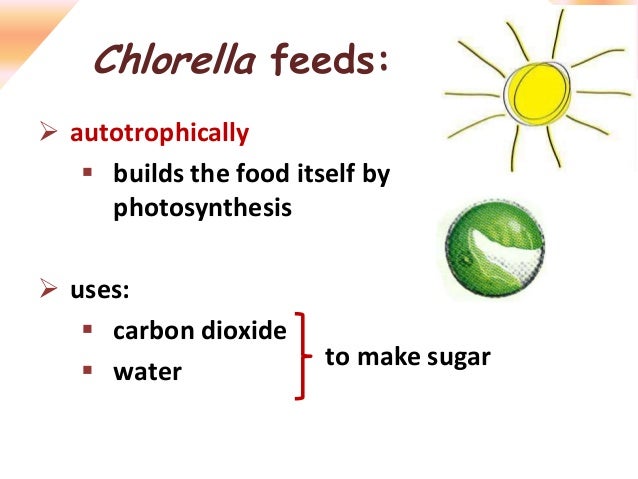 Amoeba & chlorella diagram of chlorella algae 