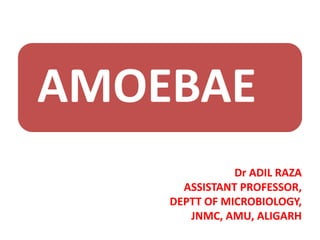 AMOEBAE
Dr ADIL RAZA
ASSISTANT PROFESSOR,
DEPTT OF MICROBIOLOGY,
JNMC, AMU, ALIGARH
 